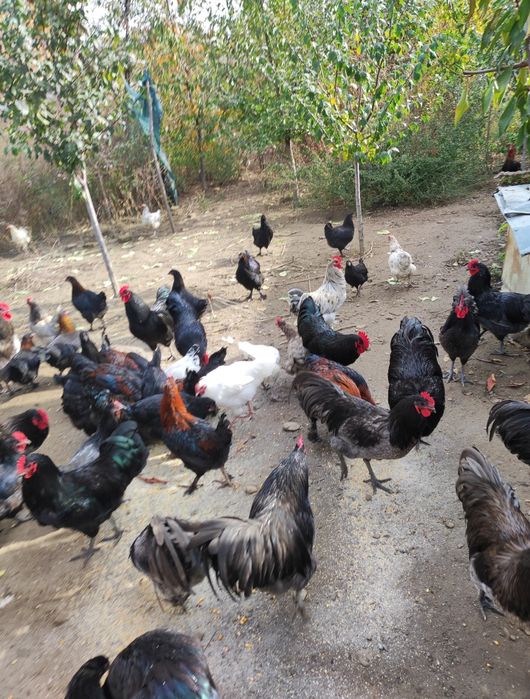 Vând cocoși Australorp și Marans