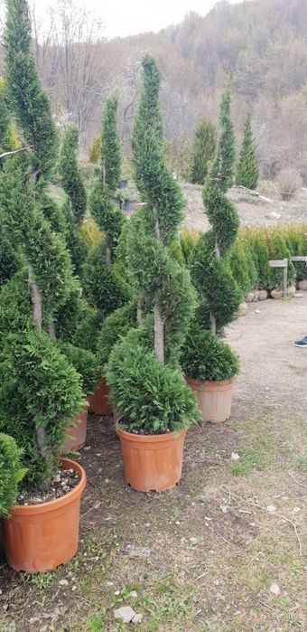 Pom pon. Spirală.din leylandy toate dimensiunile