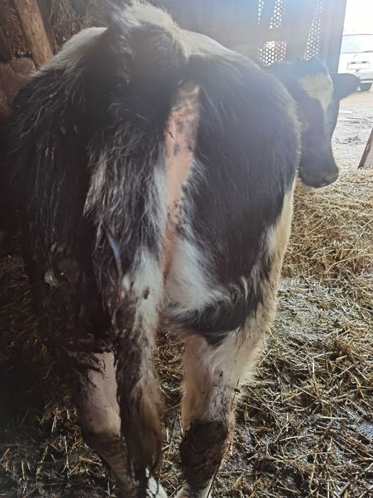 De vanzare vitea belga 190kg