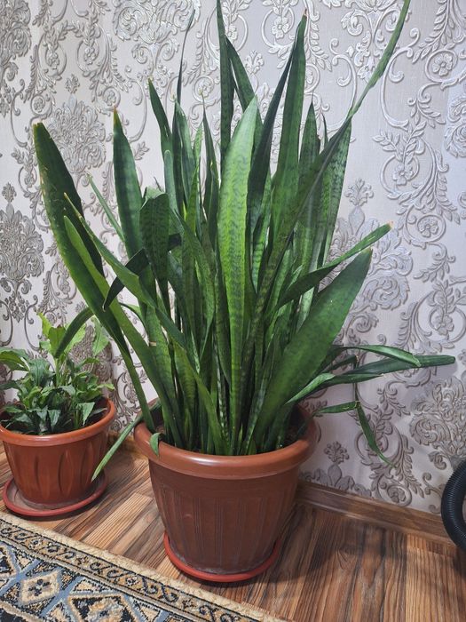 Сансивиера 3ta  xonaki gullar