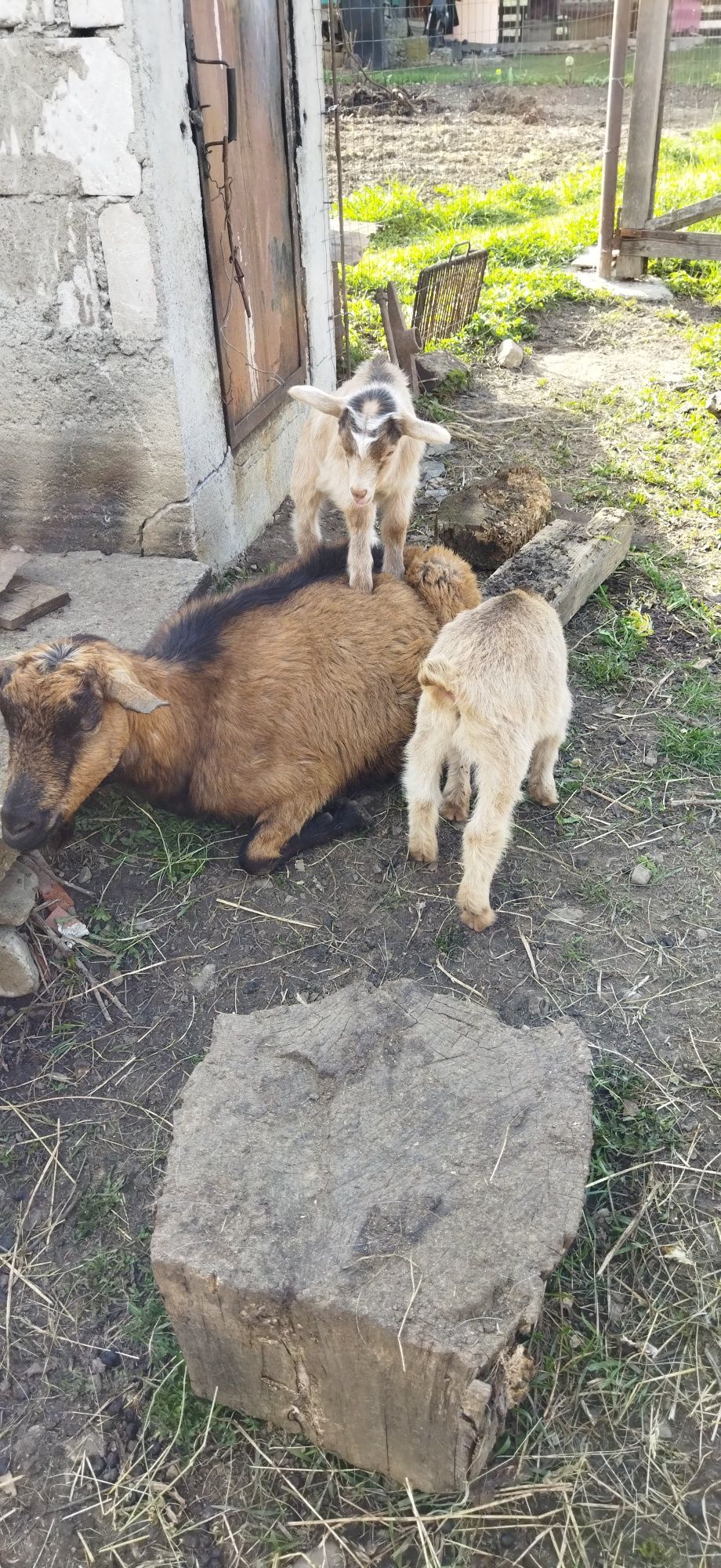 Doi tăpusori de vânzare, preț pe bucata