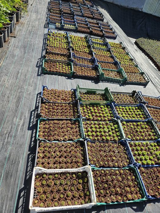 Plante suculente, sempervivum,  pentru mărturii evenimente!