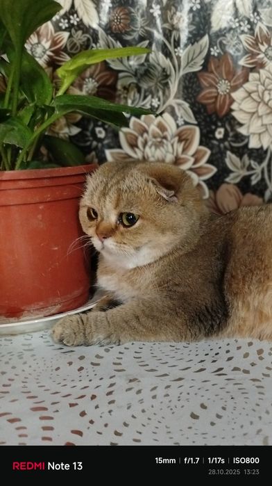 Продаётся чистокровная шиншилла