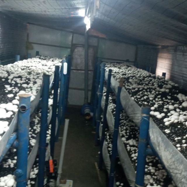 Енг даромадли бизнесни ургатамиз шампиньон кузикорин бизнеси