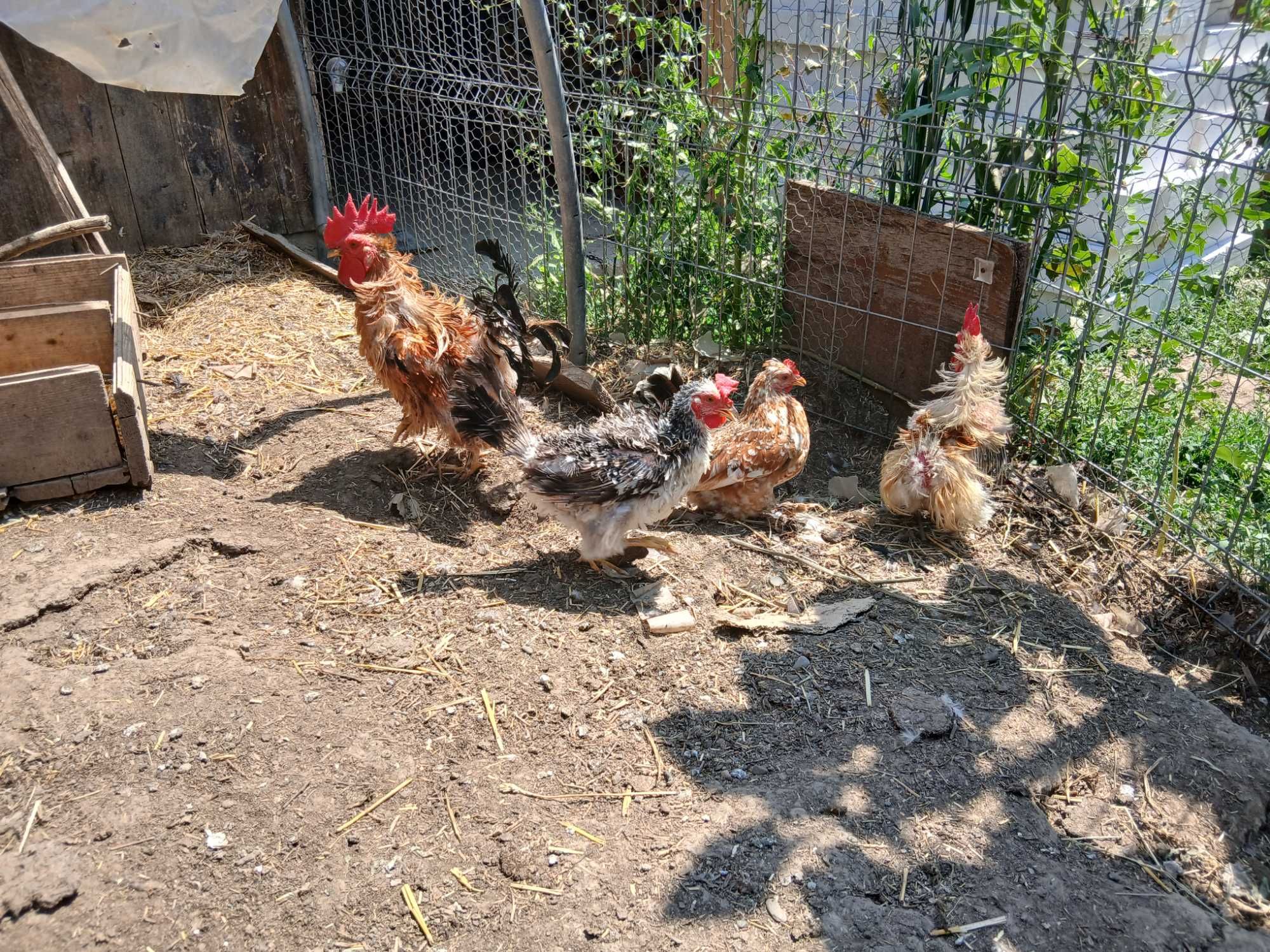 Ouă de gainușă pitică