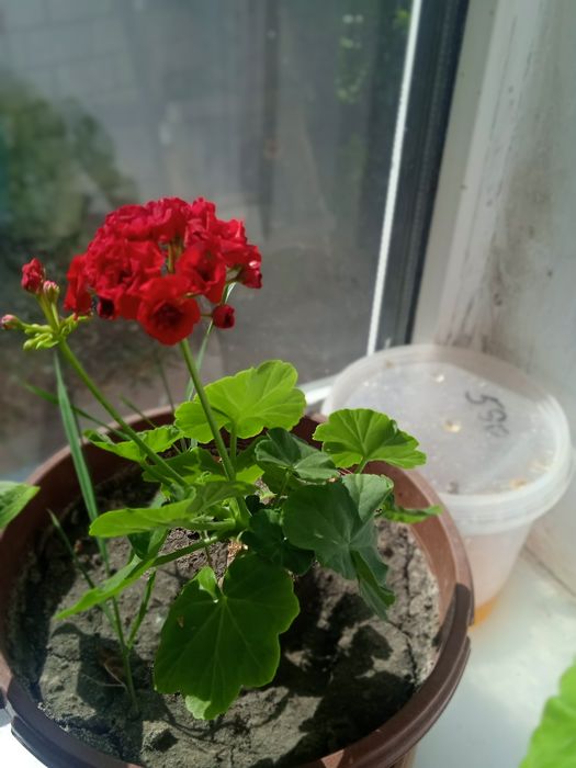 Продам комнатные цветы