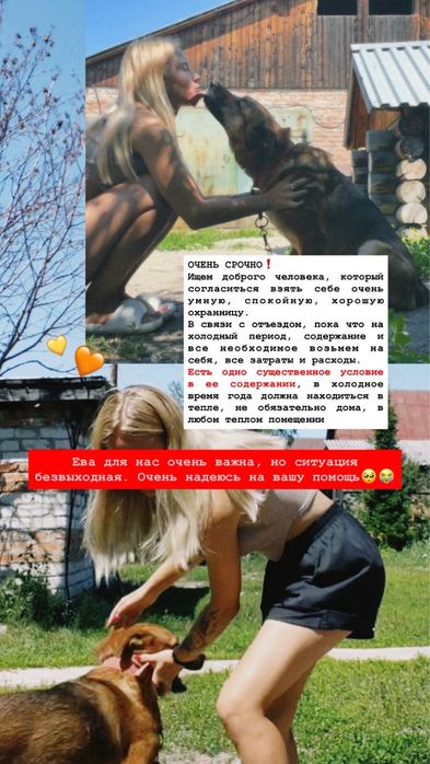 Собака помест овчарки с ротвейлером