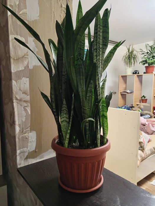 Продам цветок отличное украшение дома и офиса