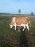 Vaca de 9 ani gestanta in 8 luni