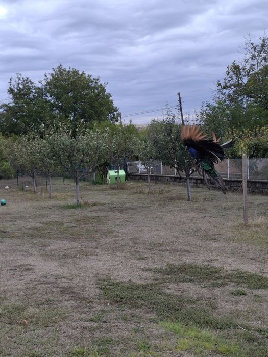 Паун индийски чернокрил
