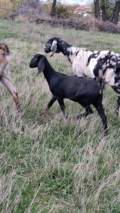 Vând capra ANGLO Nubian cu Pedigree Cehia