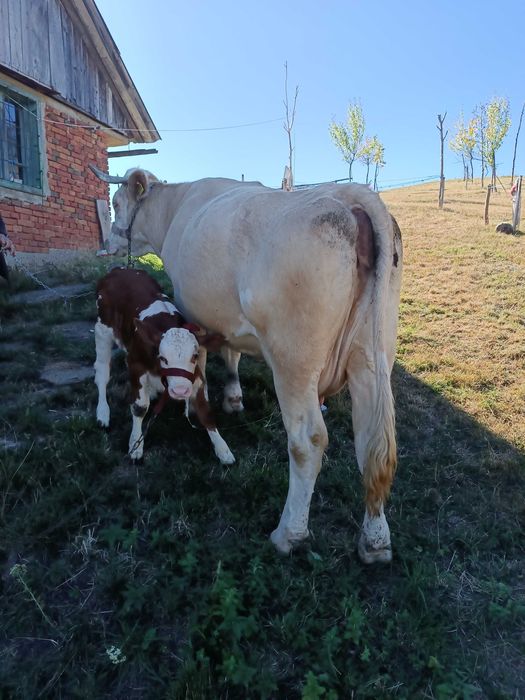 Vacă de vânzare Bălțată Românească