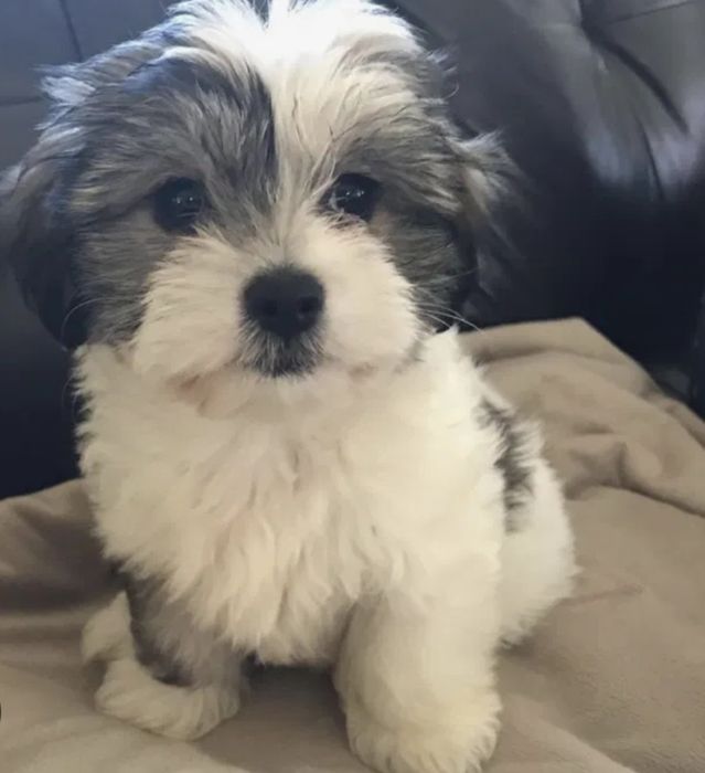 Bichon  havanez fetiță 650 lei