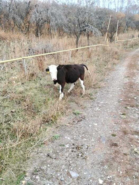 Продается скот крупнорогатый