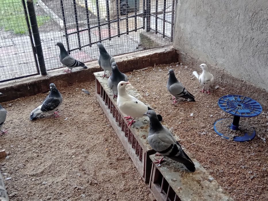 Porumbei voiajori de vînzare