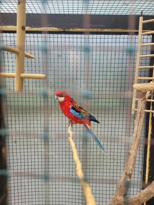 Vand papagali rosella