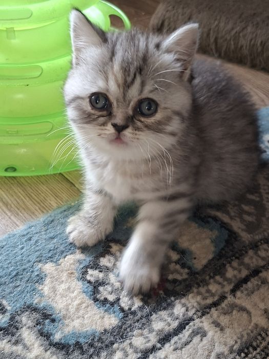 Шотландские скоттиш страйт и скоттиш фолд