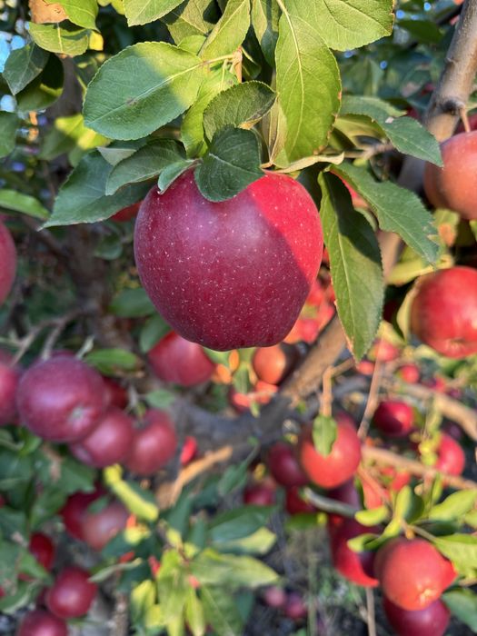 Яблоки алма бар 1 сорт 4.5 тг пишите на ватсап