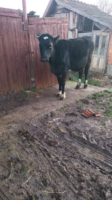 Vând jurincă tânără!!