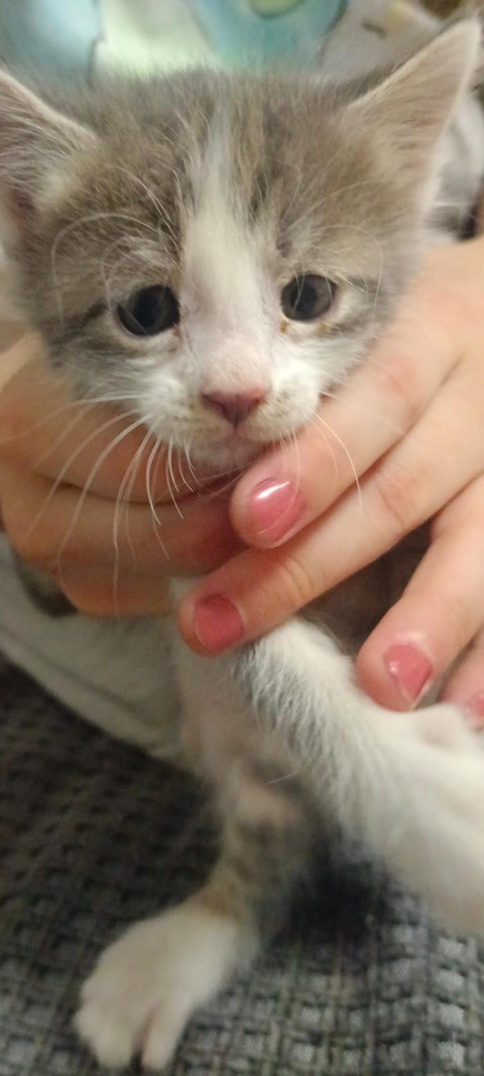 Отдам котят в добрые руки