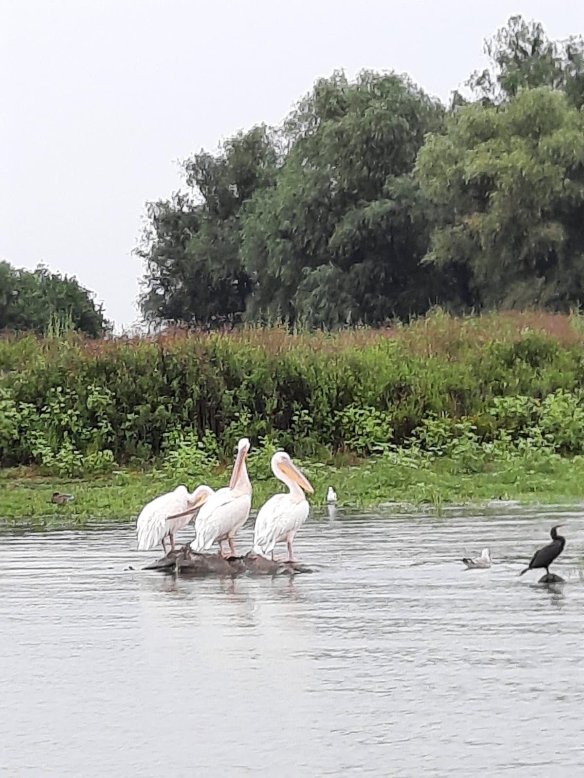 Excursii și transferuri in Delta Dunării