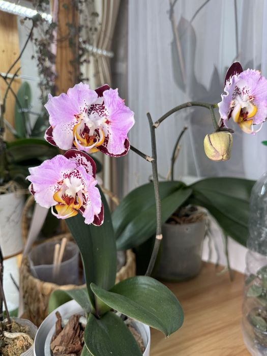 Продам сортовую орхидею