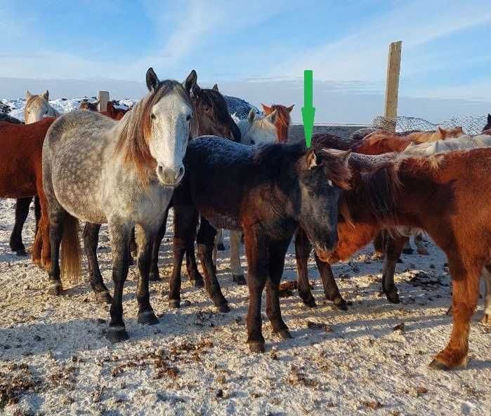 Продам жеребенка 9 месячного, кобылка.