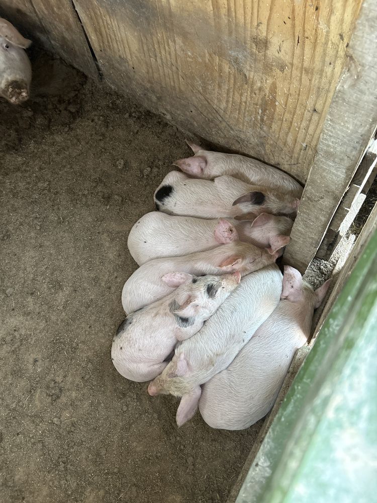 Прасета на 2 месеца