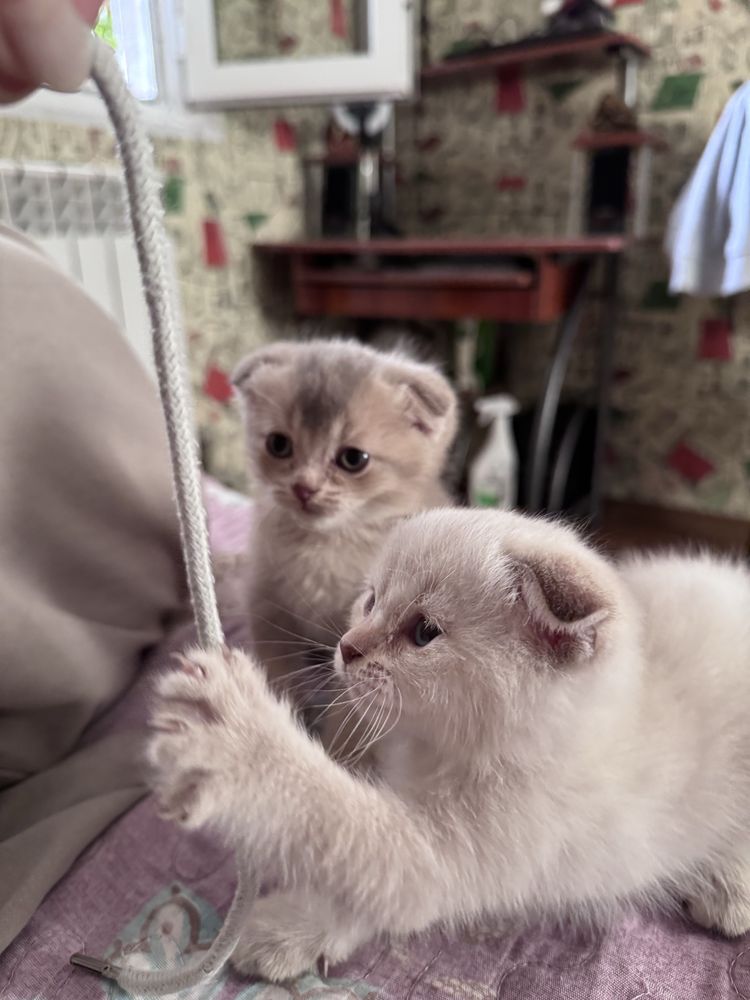 Котенок 1 айлык таза