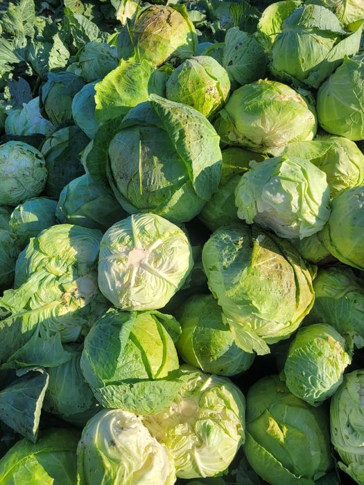 Vând varză,ardei, gogoșari,kapia,pătrunjel, păstârnac  și morcov