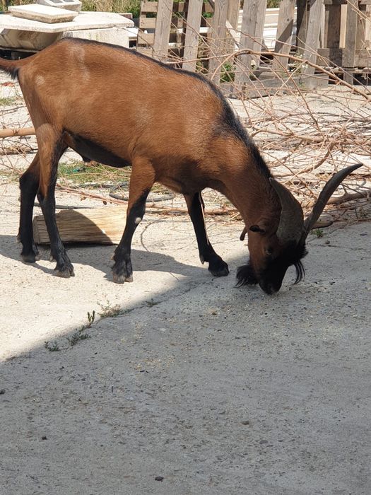 De vanzare sau dau la schimb cu un alt tap de o asa calitate!