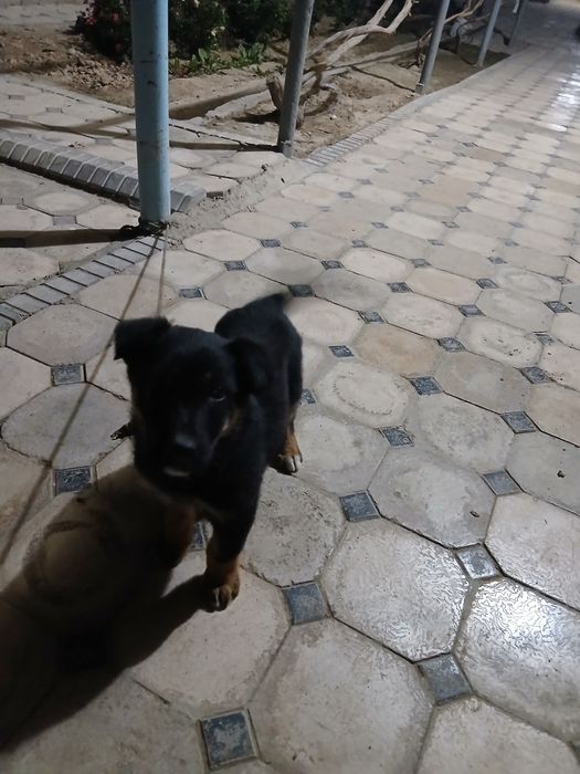 Немецкая апчарка