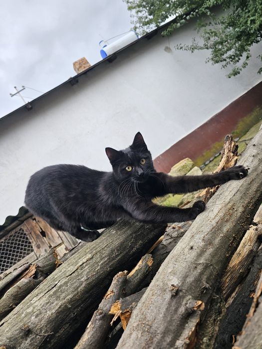 3 motanii spre adoptie