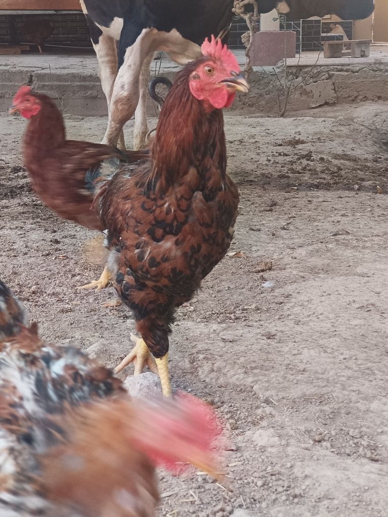 Xon xyap kareski sotiladi