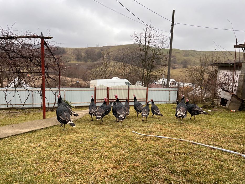 OFERTA!!! Curci de vânzare