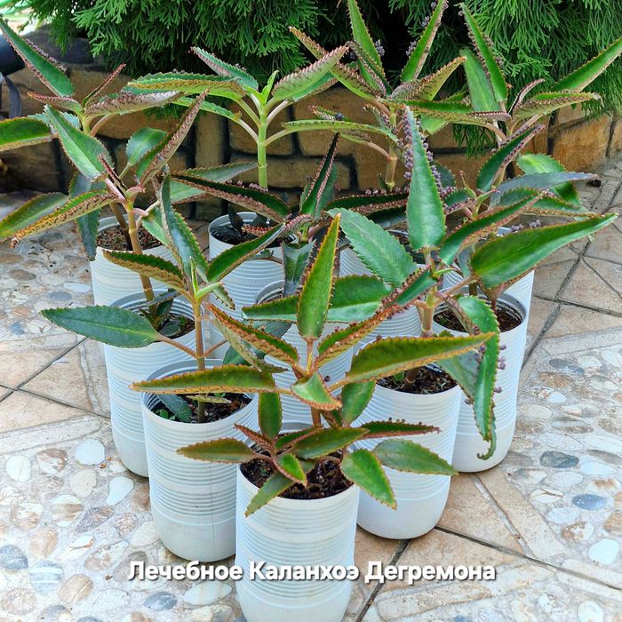 Каланхоэ Дегремона лечебное, Алоэ, Тирсифлора, хлорофитум, опунции