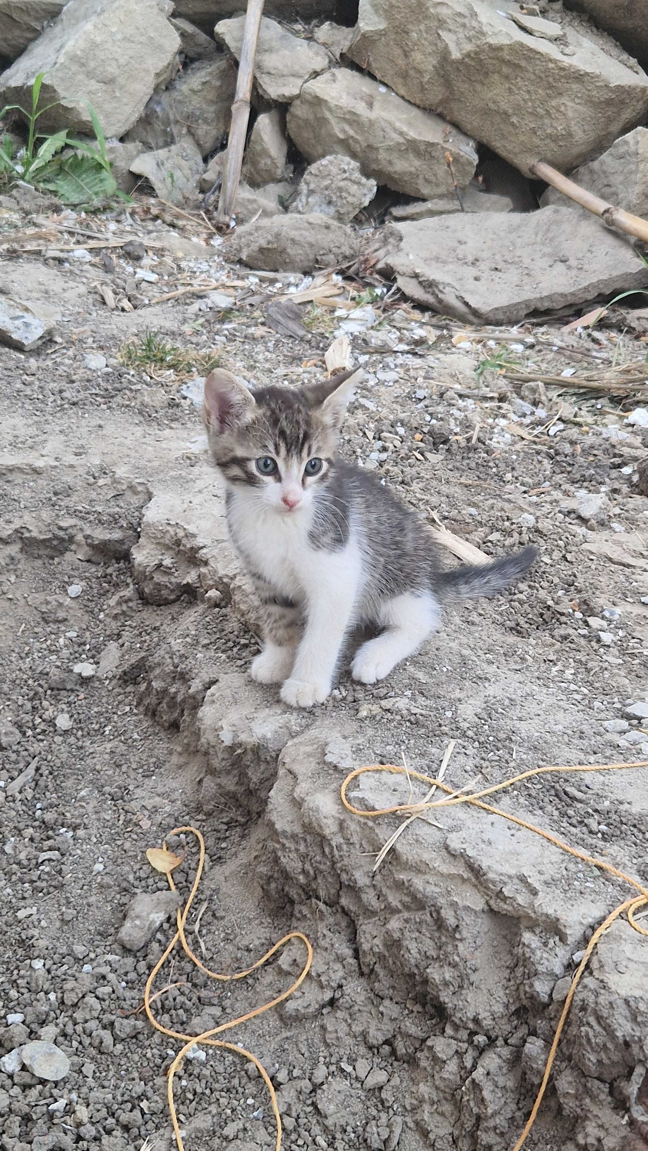 Подарявам котенца