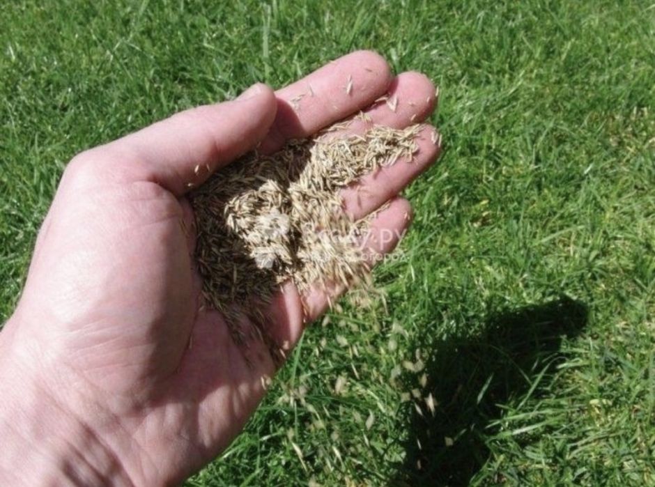 Газон посевной под ключ