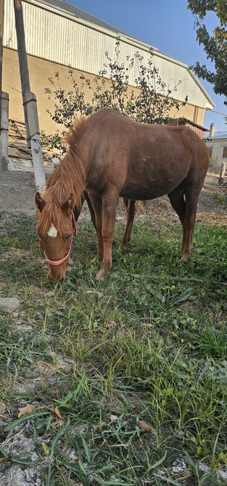 Ona bola ot sotiladi bolasi erkakcha