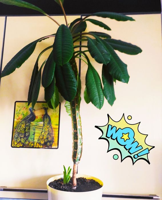 Молочай беложилковый