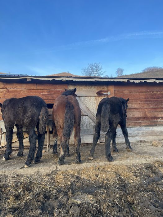 Vand 3 manze de 6 luni