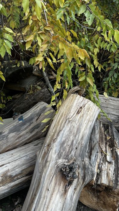 Дрова отдам бесплатно самовывоз