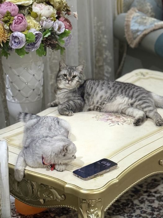 Mushuk sotiladi Britan zoti 11 oyli ogil bola