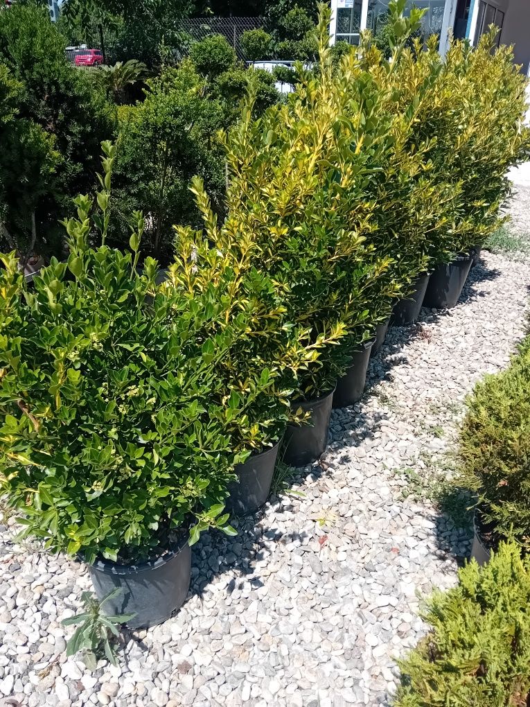 Vând plante naturale ornamentale