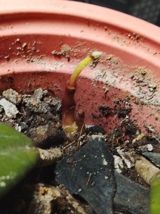 Хоия карниза осень красивая