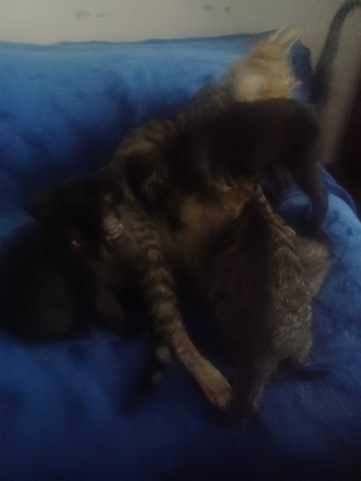 Donez pisoi, 2 luni si jumatate