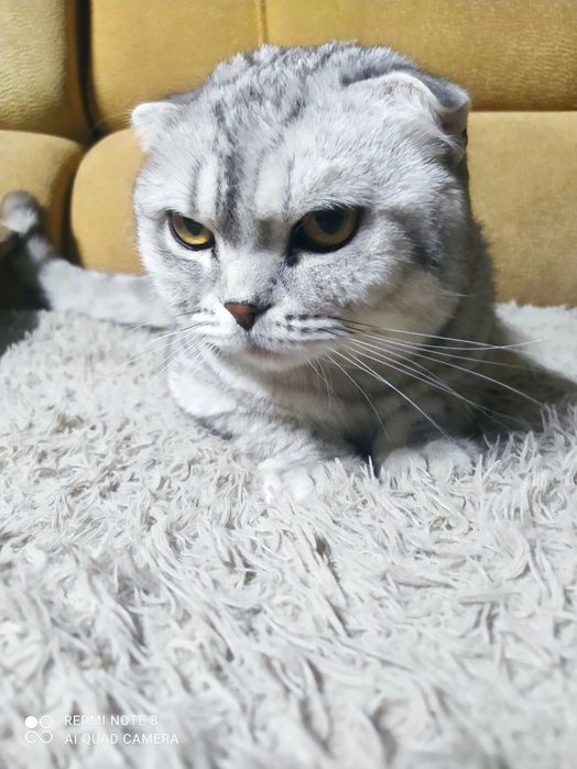 Вязка кот шотландский вислоухий Скоттиш фолд  мраморного окраса