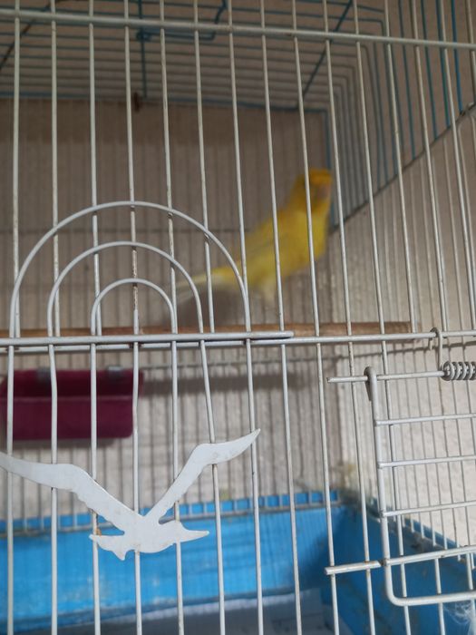 Канарейка сотилади