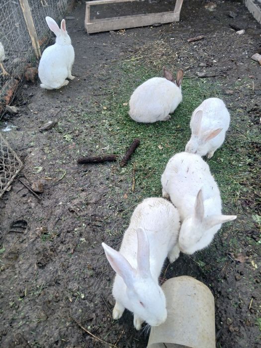 Vând iepuri, adulți și pui.