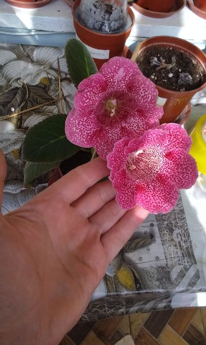 Продаются наборы Глоксиний